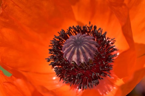 Flower giant poppy