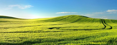 Endless green barley field in spring