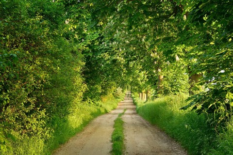 Field path through avenue with flowering Horse chestnuts
