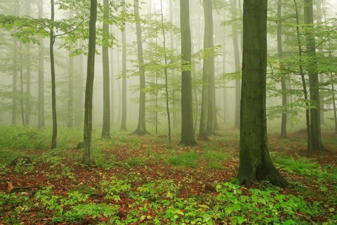 Beech forest