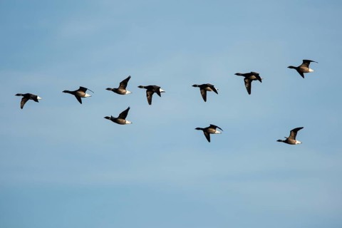 Brent Goose