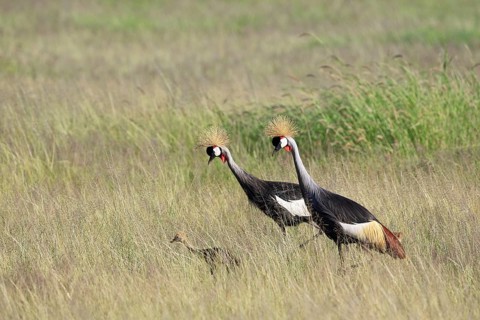 Crowned crane