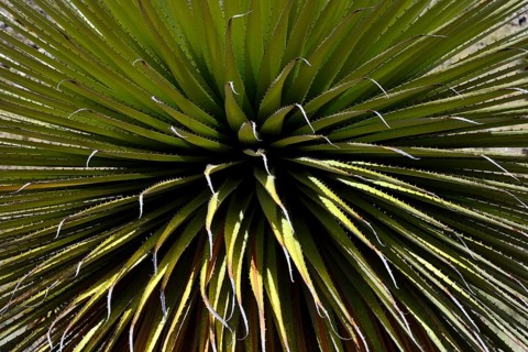 Puya raimondii
