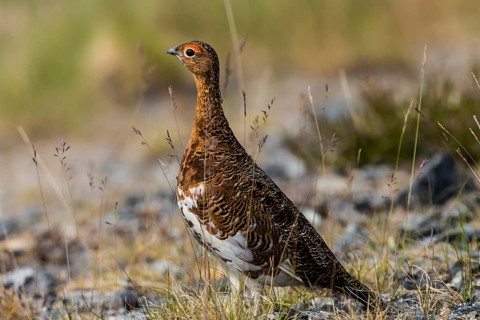 Willow ptarmigan