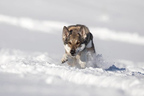 Shepherd dog mixed-breed playing in deep snow