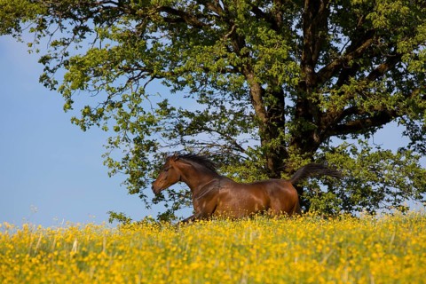 Young thoroughbred Arabian mare gallops over the flower meadow