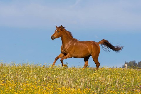 Young thoroughbred Arabian mare gallops over the flower meadow