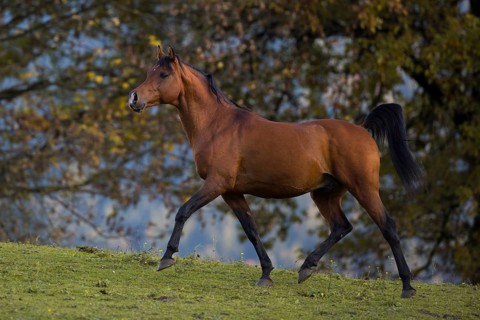 Brown thoroughbred arabian stallion in front of autumnal scenery