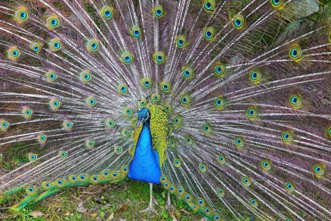 Peacock beats wheel