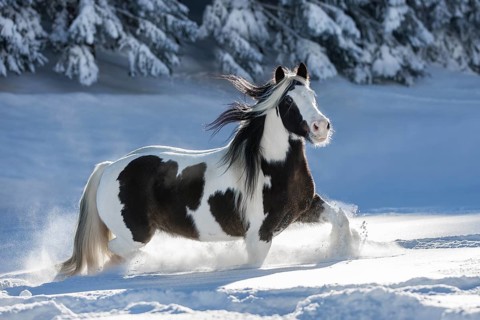 Pied Tinker mare running in deep snow