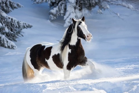 Pied Tinker mare running in deep snow