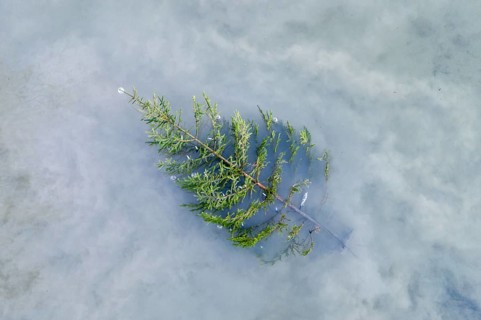 Christmas has fallen water