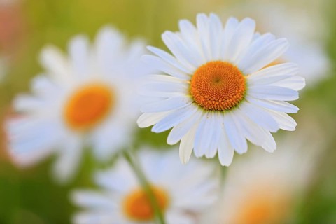 Ox-eye daisy