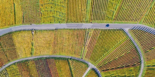 Vineyards wine in autumn nature season aerial view from above panorama in Stuttgart
