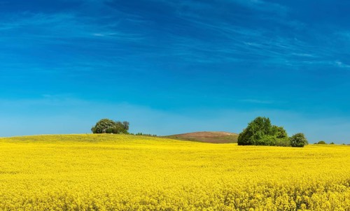 Hilly landscape with blooming rape field and field copses under blue sky