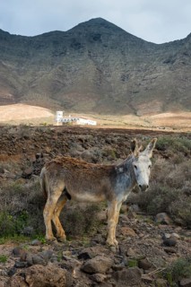 Donkey before Villa Winter in the rocky cliffs of Cofete