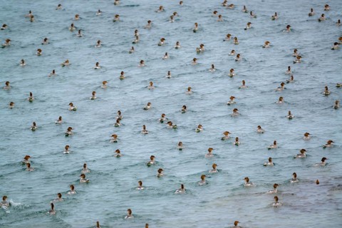 Common merganser