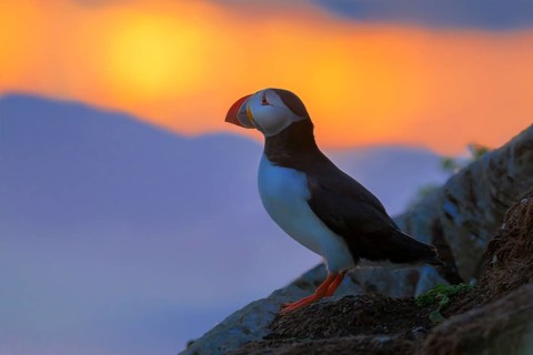 Puffin