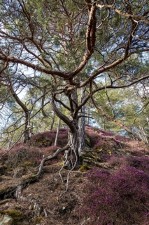 Flowering snow heather