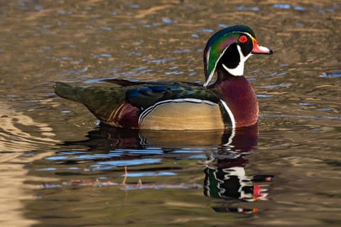 Wood duck