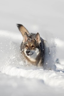 Shepherd dog mixed-breed playing in deep snow