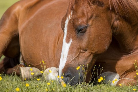 Sleeping warmblood gelding on pasture