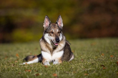Shepherd dog mixed-breed