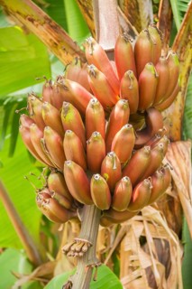 Bunch of unripe red banana on tree