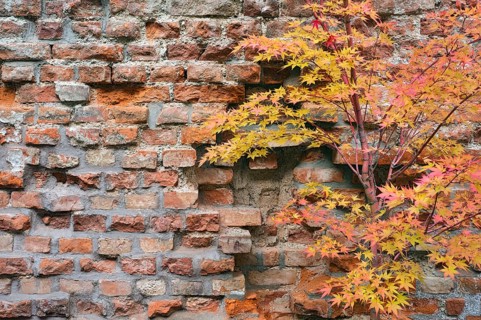 Brick wall and fan maple