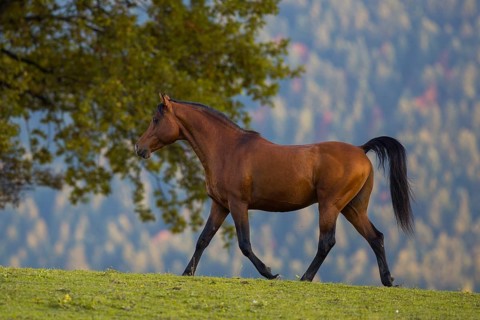Brown thoroughbred arabian stallion in front of autumnal scenery