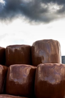 Plastic wrapped bales of straw