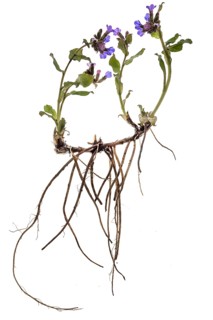 Lungwort