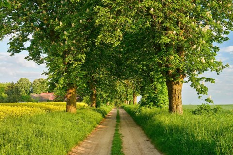Field path through avenue with flowering Horse chestnuts