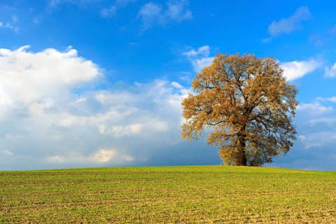 Solitary oak on field in autumn