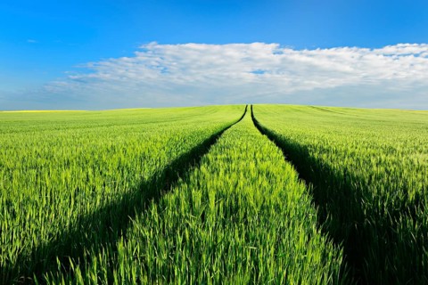 Hill with green cornfield in spring under blue sky with clouds