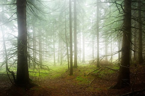 Mysterious dense spruce forest with fog