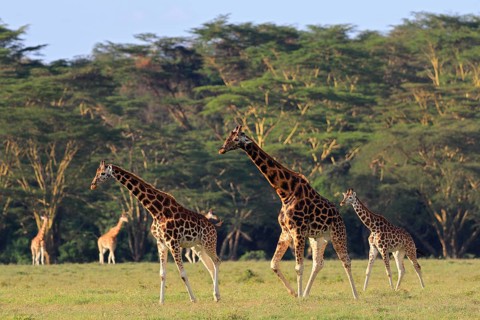 Rothschild's Giraffes