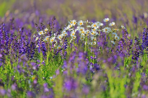 Meadow Clary