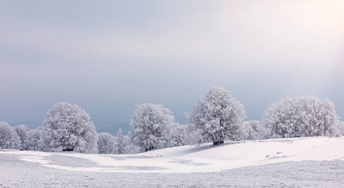 Trees with hoarfrost