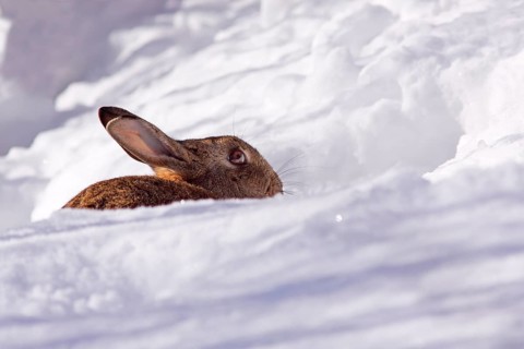 European rabbit