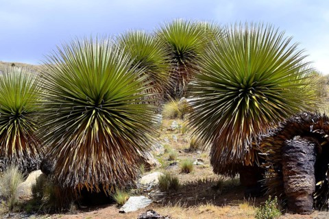 Puya raimondii