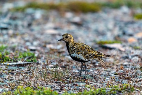 European golden plover