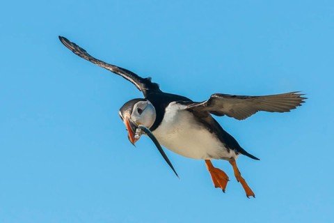 Apagea grebe