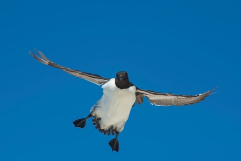 Common Common guillemot