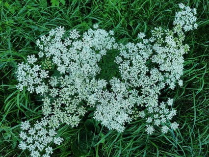 Cow parsley