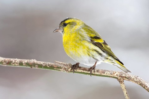 Eurasian siskin