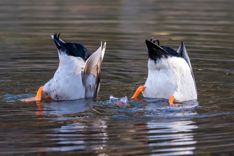 Mallards