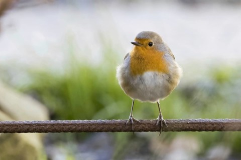 European robin