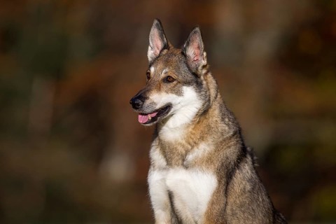 Shepherd dog mixed-breed