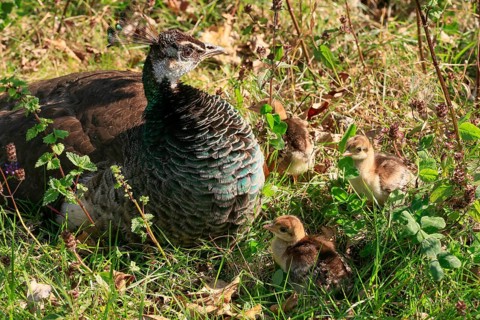 Peacock hen with 1 day old chicks